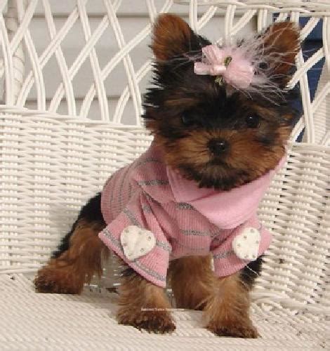 teacup yorkie puppies for sale in illinois